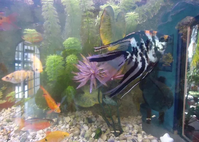 El Acuario Hotel 3*